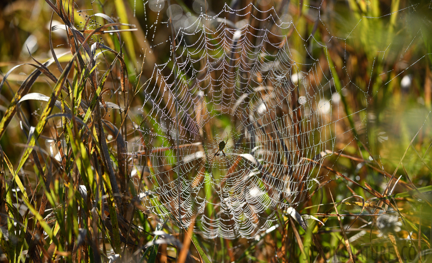 Argiope trifasciata [200 mm, 1/2000 Sek. bei f / 6.3, ISO 800]